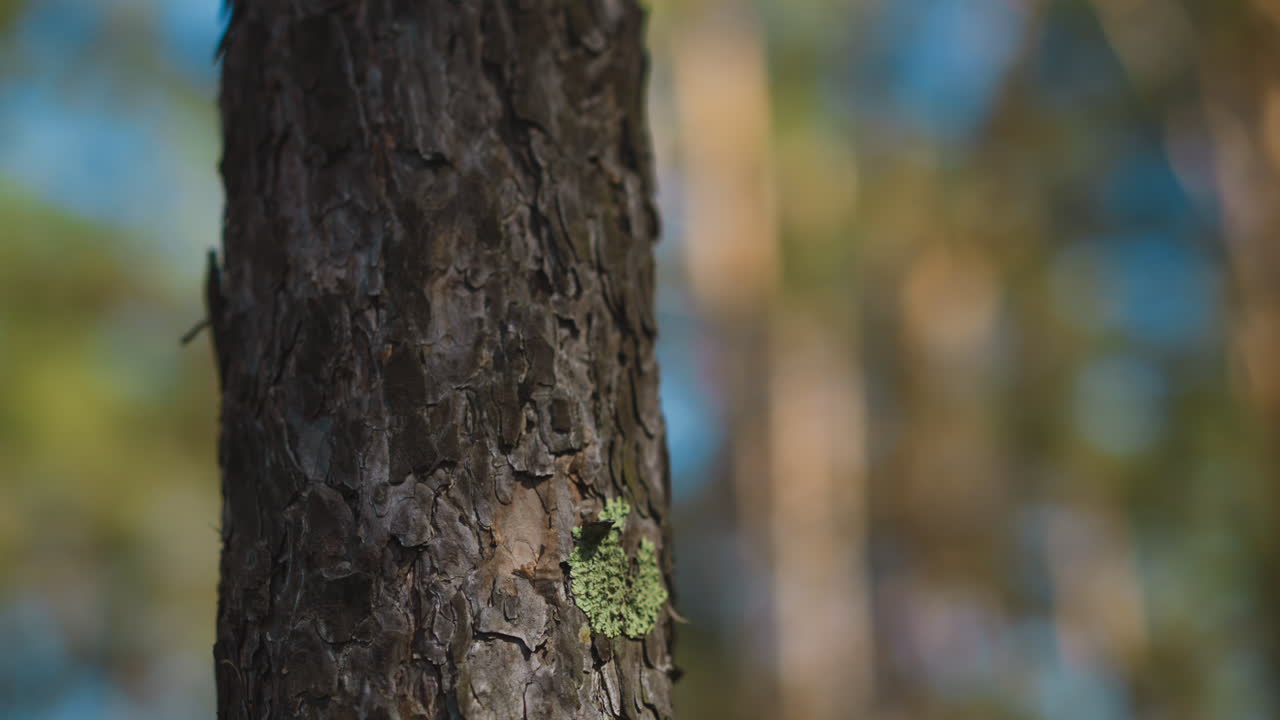 tronco de pino con liquen en crecimiento en bosque de coníferas