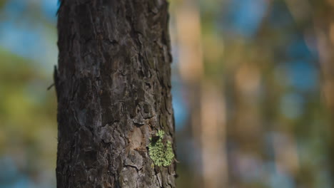 tronco de pino con liquen en crecimiento en bosque de coníferas