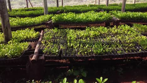 tour in yerba mate nursery garden growing seedlings