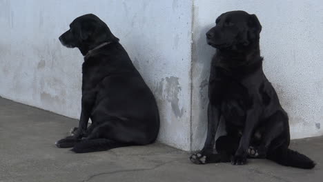 Dogs-Sitting-Apart-From-Each-Other