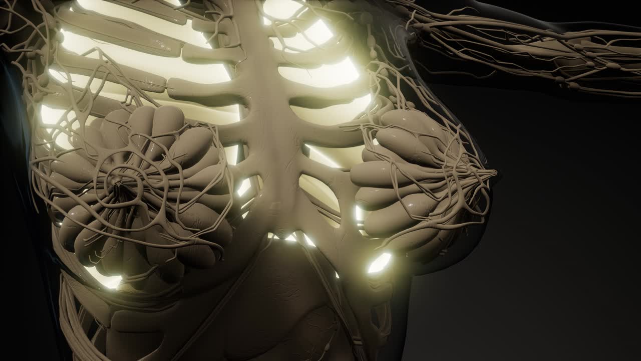 인간의 폐 방사선 검사