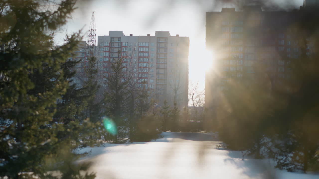 Sunlight beams through pine tree branches casting warm glow across snowy ground, with blurred residential buildings and winter trees in background