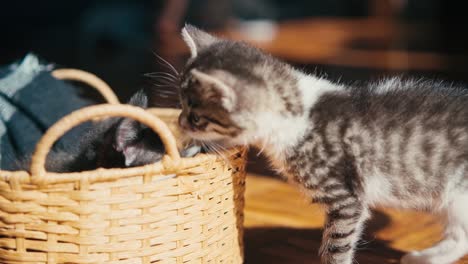 two cute little kittens are playing in a wicker basket