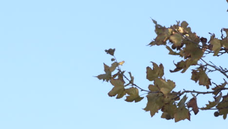 green leaves of a maple tree in leiria waving and dancing in the air with clear blue sky in the background - tilt up
