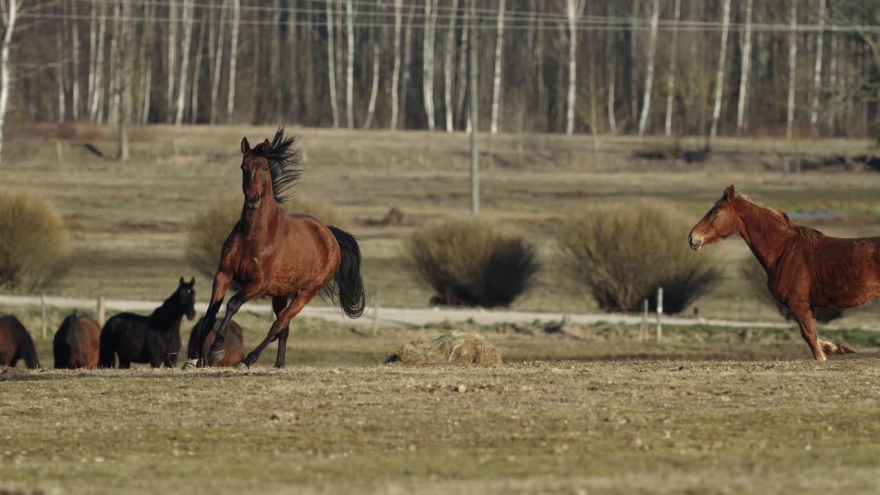 caballos corriendo y jugando en el prado de pastos de primavera