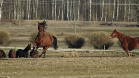 horses running and playing on spring pasture meadow