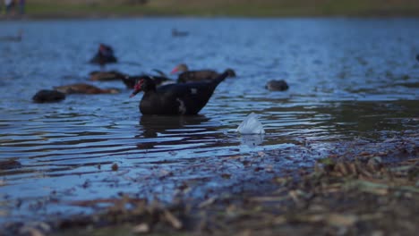 patos bañándose en lago contaminado