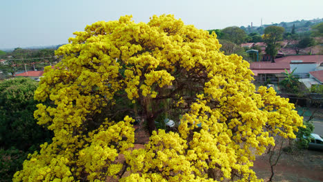 Antena-Dando-Vueltas-Majestuoso-árbol-De-Trompeta-Dorada,-Brasil