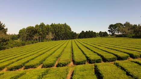 Vista-Cercana-De-Impresionantes-Plantas-De-Té-Verde,-Listas-Para-La-Cosecha,-Que-Capturan-La-Anticipación-Y-La-Belleza-Del-Cultivo-Del-Té.