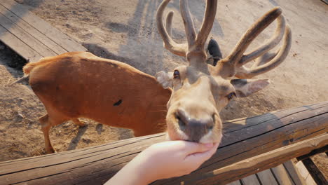 the man feeds a cute deer behind you can see small deer and other animals