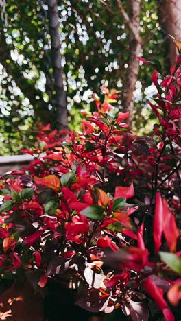 red leaves plant in a garden