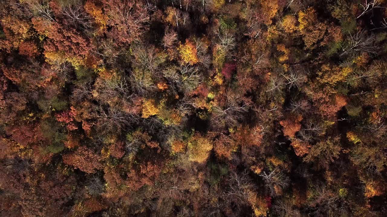 Drone, aerial, birds eye, fly over, top down pedestal up movement displaying vibrant fall, autumn trees and nature