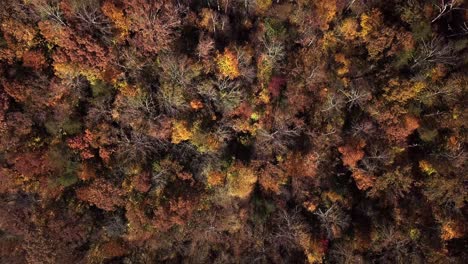 dron, aéreo, ojo de pájaro, volar por encima, de arriba hacia abajo pedestal hacia arriba movimiento mostrando caída vibrante, árboles de otoño y naturaleza