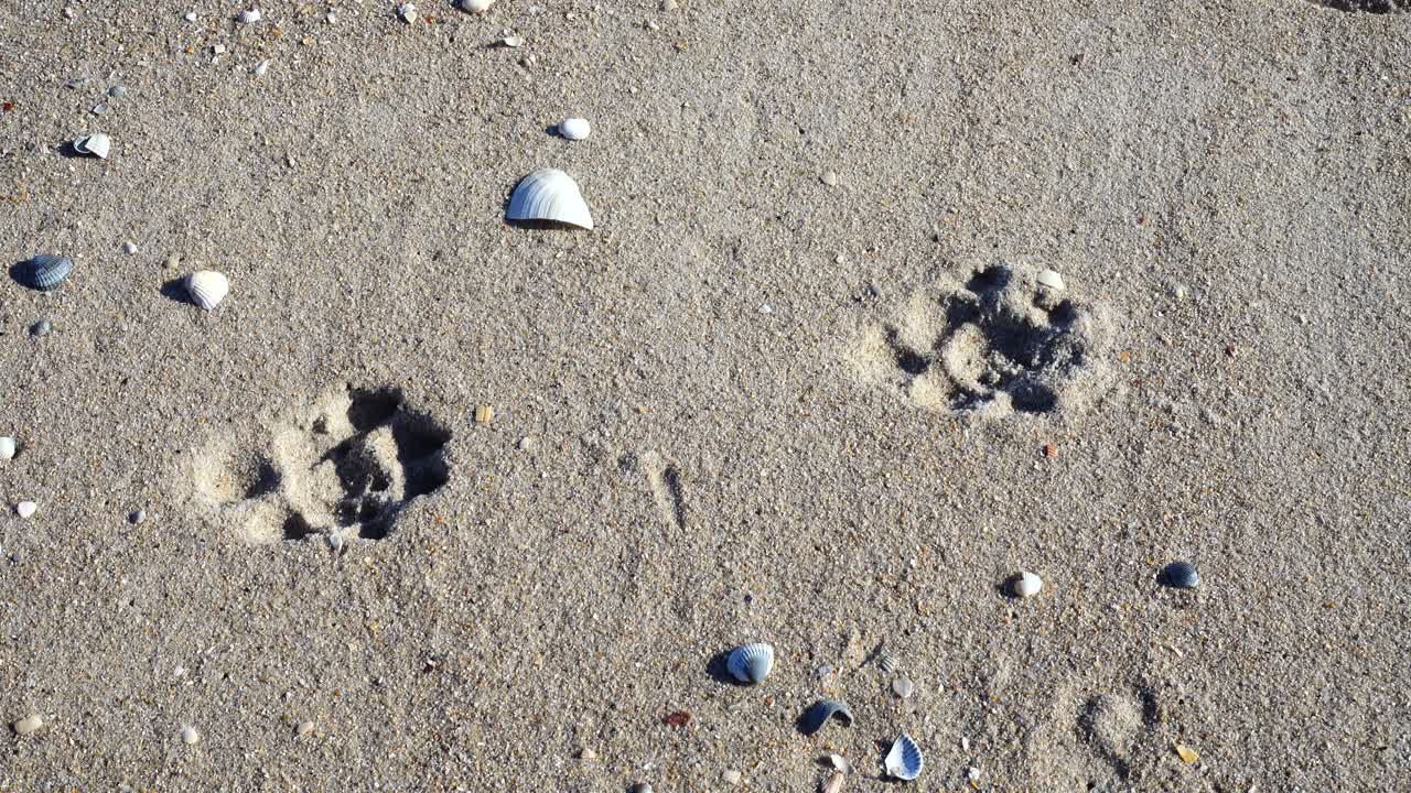 Impronte di un cane sulla sabbia, la spiaggia del mare