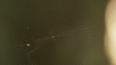 an orb-weaver spider quickly spins its web counter clockwise and the web shakes a little as a result, static shot