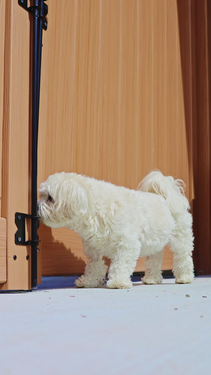 Cane meticcio bichon frise e shih tzu bianco in piedi accanto a una porta di legno in una giornata di sole in un cortile
