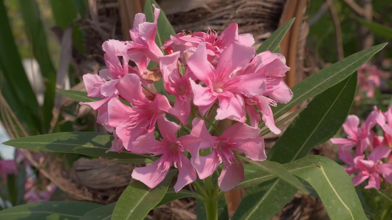 Pemandangan Dekat Bunga Nerium oleander Merah Muda Tumbuh di Dekat Sungai Chao Phraya di Bangkok, Thailand