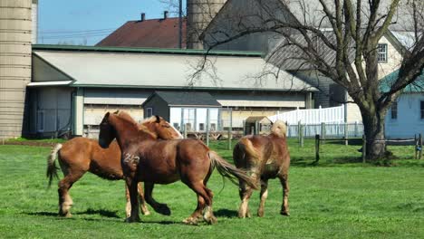 Caballos-Marrones-Al-Galope-En-El-Campo-De-Hierba-Verde-De-Una-Granja-Rural-Con-Silo-De-Almacenamiento-En-Segundo-Plano.