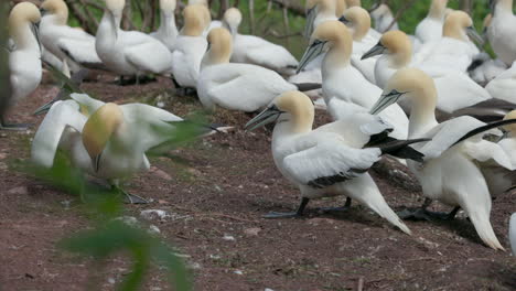 Experience-the-enchanting-world-of-Northern-Gannet-birds-as-they-exhibit-their-natural-behavior-in-stunning-4K-slow-motion