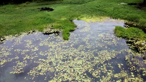 Rising-above-crystal-clear-water-in-crocodile-territory-wetlands-natural-habitat-of-Ira-Lalaro-lakes,-Timor-Leste,-Southeast-Asia