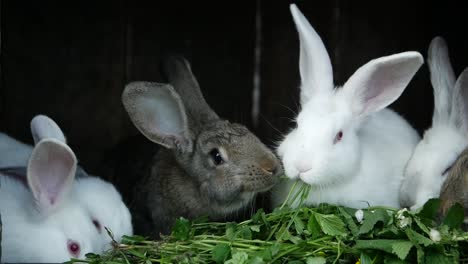 rabbits eating fresh greens in a hutch