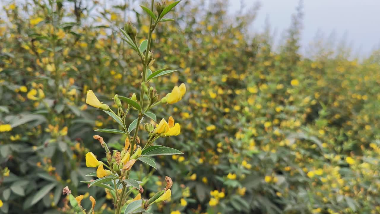 Primo piano di un ramo di pisello d'angola che ondeggia dolcemente al vento, con foglie verdi e fiori gialli su uno sfondo sfocato di un campo agricolo.
