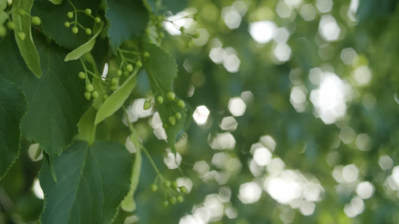 primer plano de hojas verdes moviéndose en el viento, con el sol brillando a través de ellas