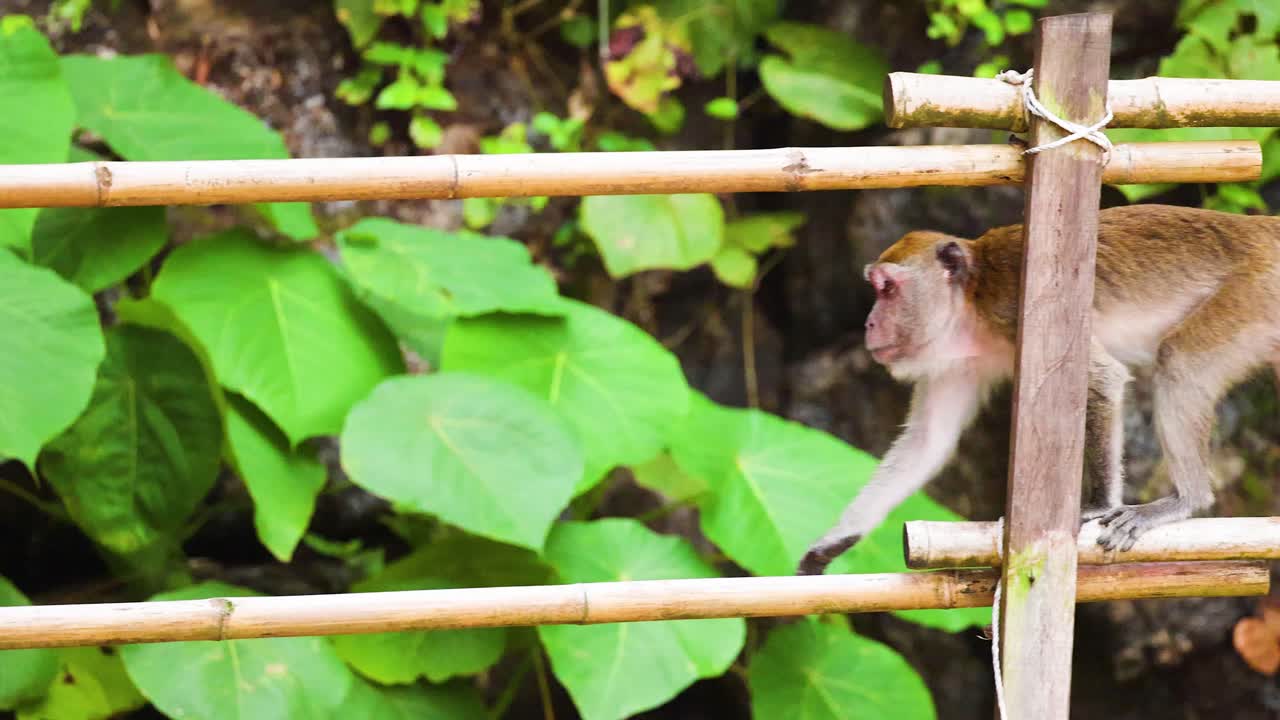 원이는 울창한 초록색 가운데 대나무를 가로질러