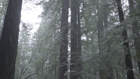 Lluvia-Cayendo-En-Las-Secoyas-Costeras-De-California