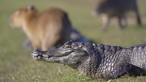 closeup of yacare caiman with blurred capybara in the background