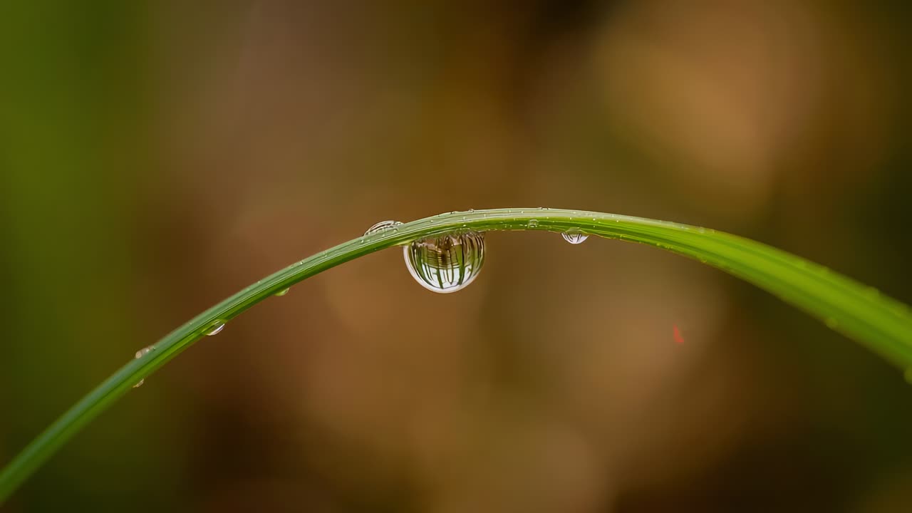 Buigend grassprietje dat een groeiend druppeltje vasthoudt dat naar beneden glijdt in een veld, met omgekeerde reflectie