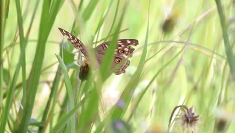 Mariposa-De-Color-Marrón-Con-Alas-Rotas-Y-Dañadas-En-La-Hierba