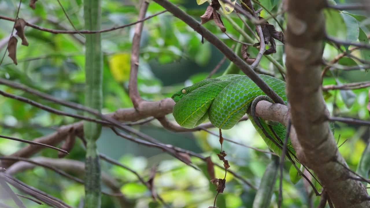 mirando hacia la izquierda mientras descansa en una rama mientras respira, la víbora de la fosa de vogel, trimeresurus vogeli, tailandia
