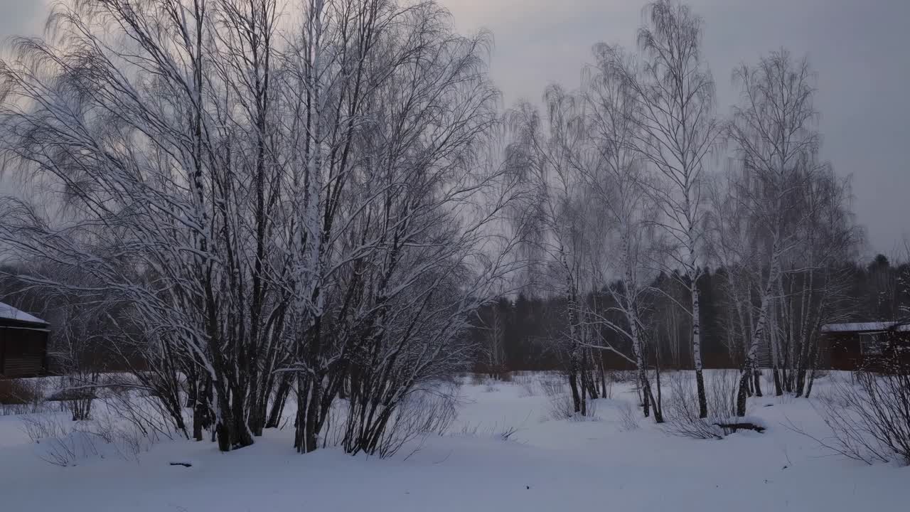 A serene winter landscape video captures snow-covered trees from a low angle, emphasizing the quiet