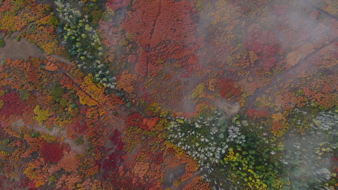 pássaros únicos vista de olho nebuloso nublado colorido colorado aéreo cinematográfico drone san juans alcance ridgway monte sniffles deserto milhão de dólares rodovia dallas alcance outono queda movimento para a frente