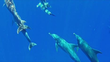 a group of dolphins swimming underwater - slow motion shot