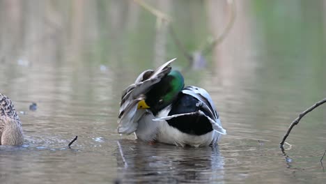 Schöne-Männliche-Stockente-Putzt-Ihre-Federn-Neben-Dem-Weibchen-Auf-Dem-Teich