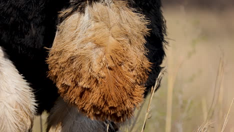 Extreme-closeup-Ostrich-Orange-Feathers,-Tail-blowing-in-the-wind,-detail