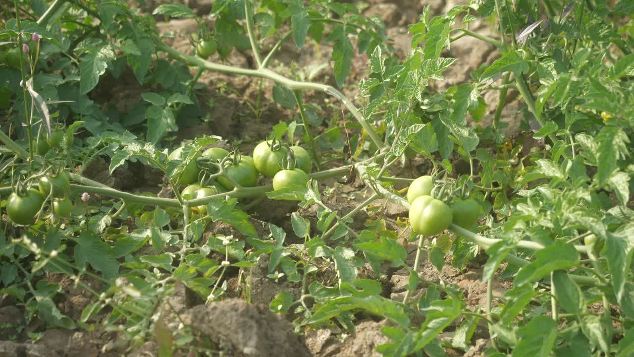 Green Tomatoes in the Garden