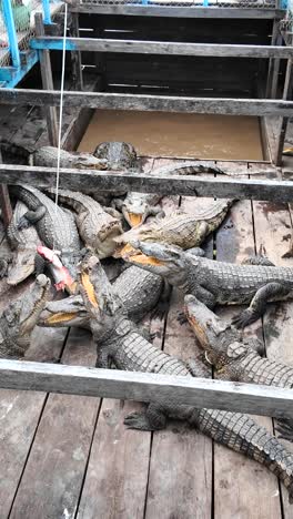 vertical siamese crocodiles in a cambodian enclosure, some with jaws open, eyes locked on the bait. a tourist dangles it from a rope, teasing them to snap in this amusement attraction.