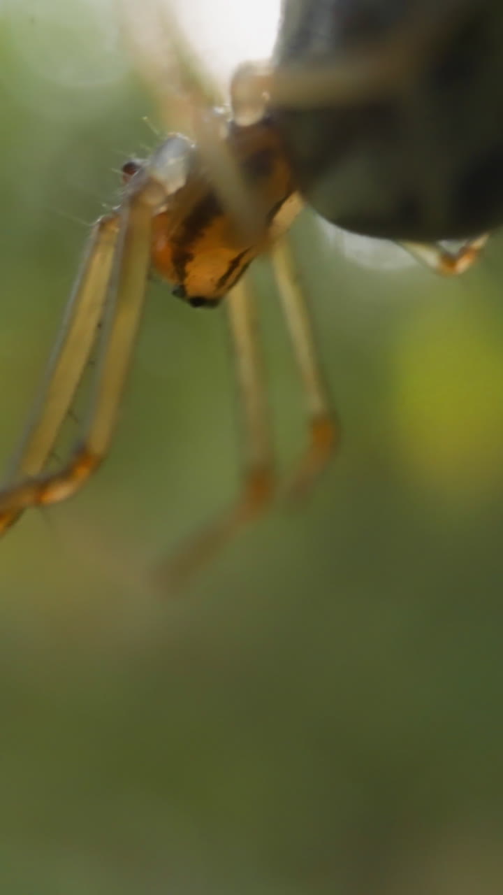 Small spider with hairy legs crawls hanging on gentle web in summer forest slow motion. Probe lens shot of creature in wild nature macro