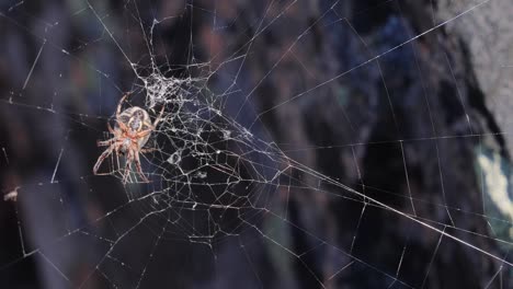 araña en una telaraña en primer plano esperando a la futura víctima