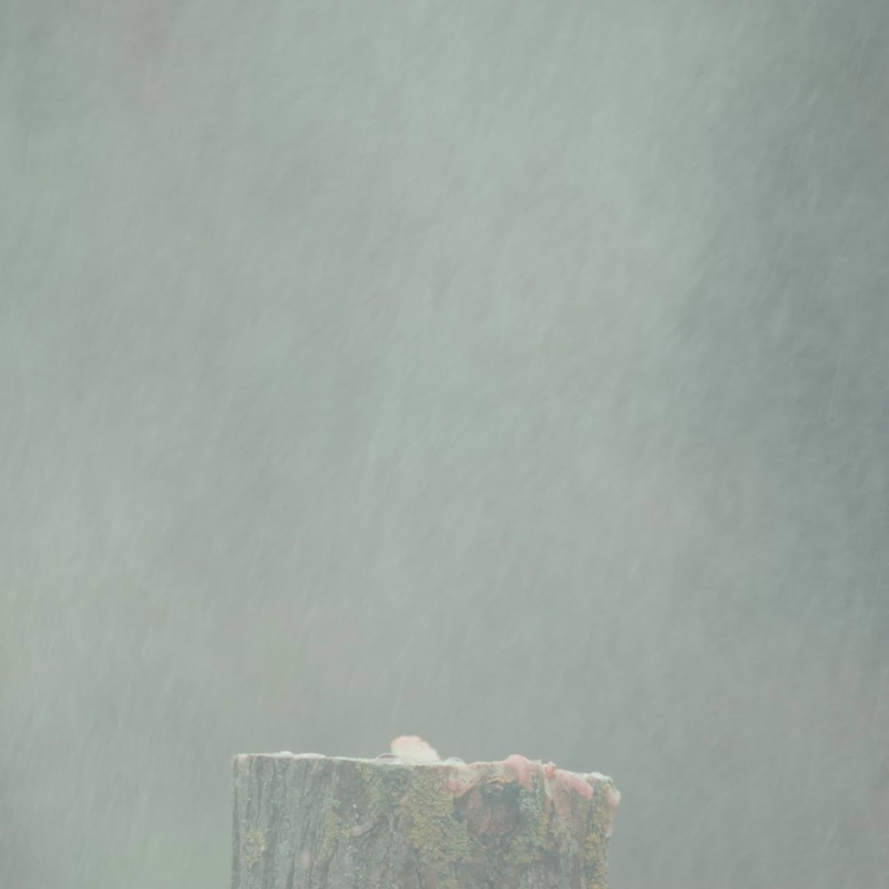 수박이 총에 맞아 작은 조각으로 폭발한다 1