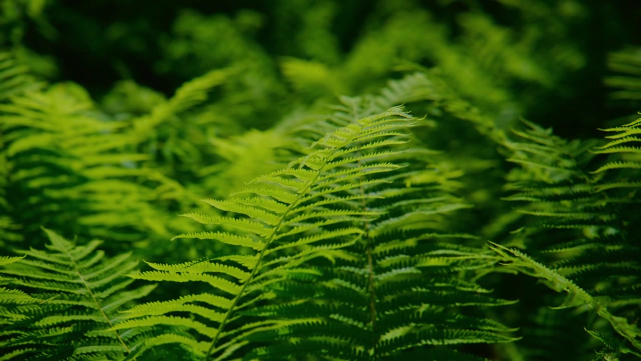 Felci di un verde vibrante ondeggiano dolcemente in una luce soffusa e naturale. Frondose dettagliate catturano una texture fresca e lussureggiante. La profondità di campo sfuma lo sfondo in una nebbia verde sognante. L'atmosfera calma e serena della foresta evoca pace