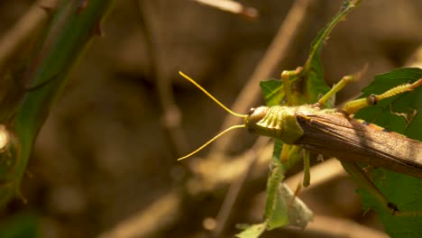 tiro de seguimiento de un saltamontes en movimiento