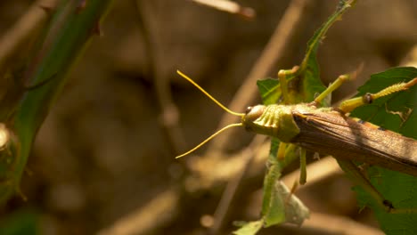 tracking shot of a grasshopper in motion