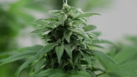 la floración del cannabis, el cultivo orgánico de cannabis para uso médico en el campo de la marihuana.