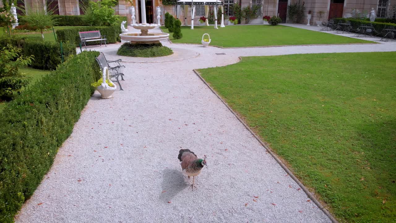 Indian peacock walking around the yard on old castle