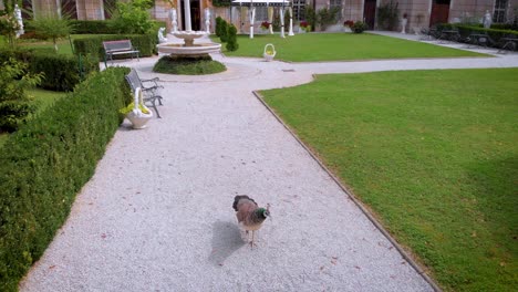 Indischer-Pfau,-Der-Auf-Dem-Alten-Schloss-Um-Den-Hof-Läuft