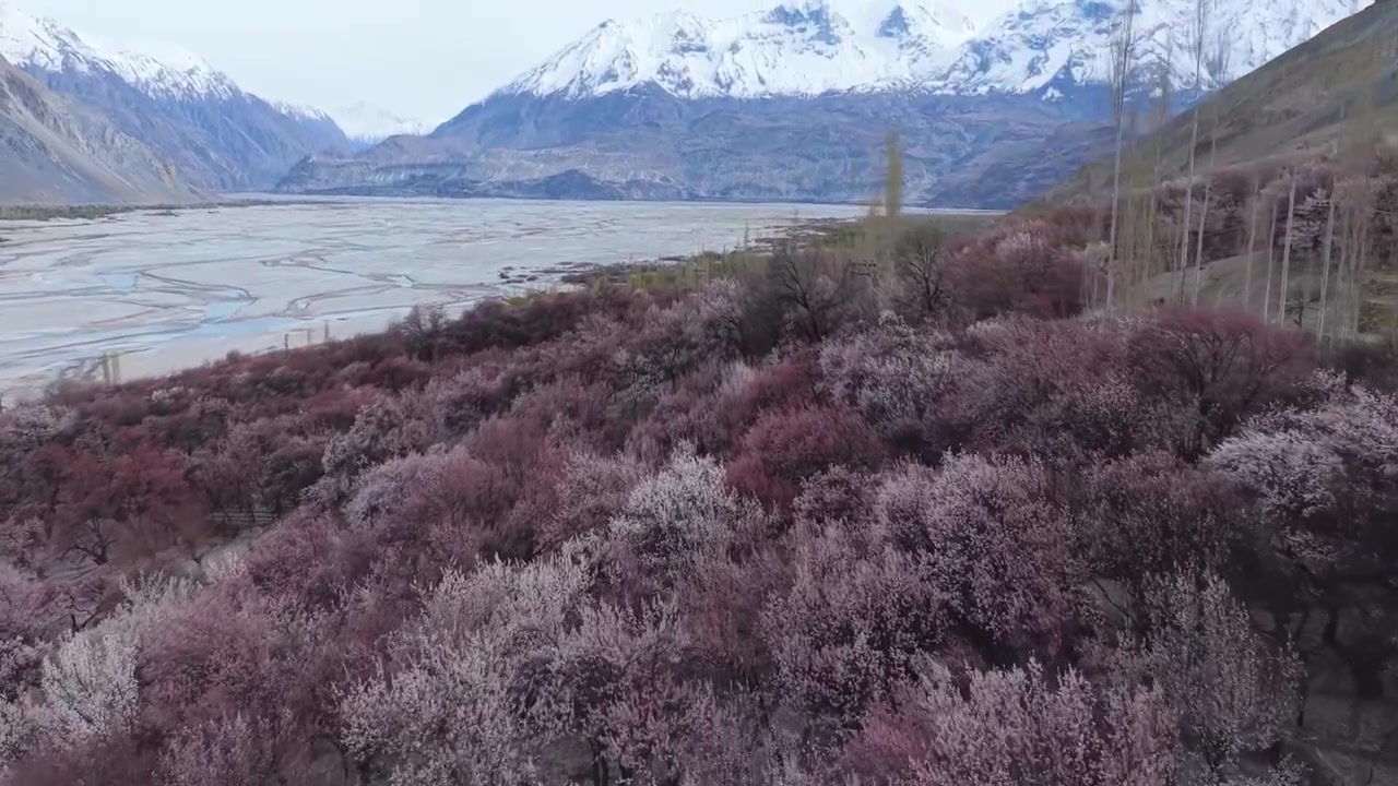 Volo cinematografico con drone che avanza sopra frutteti rosa verso le montagne del Karakoram